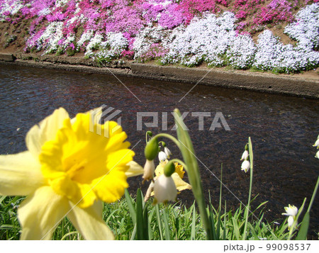 川沿いの芝桜 99098537