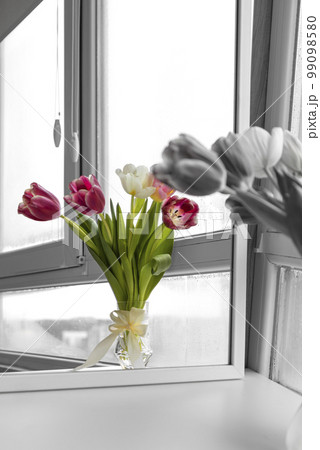 A bouquet of tulips in a glass vase with a bow. Color display of black and white flowers. A bouquet of tulips in a glass vase with a bow. Color display of black and white flowers. 99098580