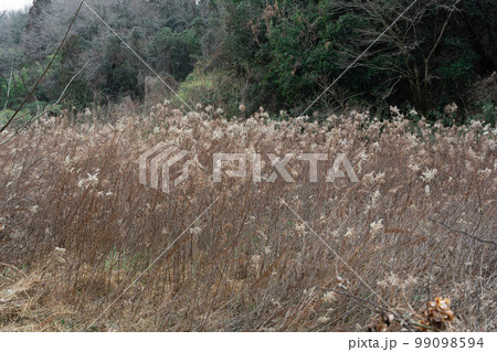 日本の休耕田の葦原 99098594