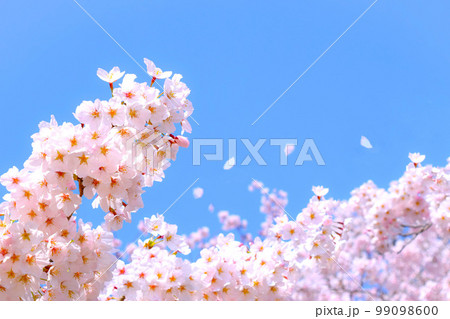 満開の桜の花と青空、サクラの花のクローズアップ、桜のフレーム 99098600