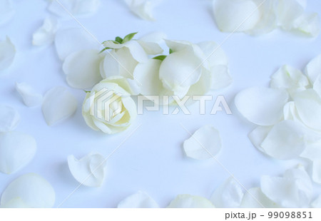 白バックに白いミニ薔薇のフレーム、ガーデニング、バラの花 99098851