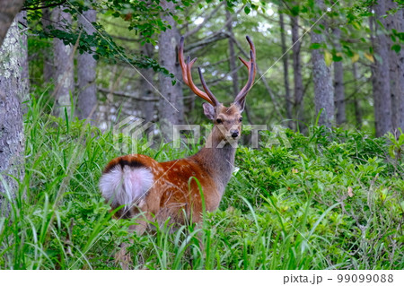 森の中で遭遇した野生の鹿。突然現れた人の姿に驚き固まっている。 99099088