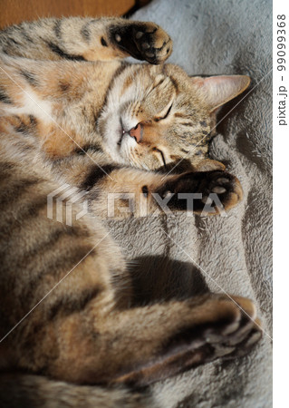 眠るキジトラ 眠るキジトラ 99099368
