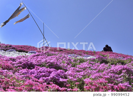 鯉のぼりと広大な芝桜が綺麗な春の風景 99099452