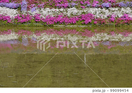 水面に映る広大な芝桜が綺麗な春の風景 水面に映る広大な芝桜が綺麗な春の風景 99099454