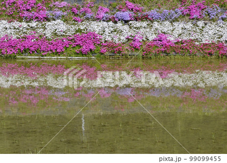 水面に映る広大な芝桜が綺麗な春の風景 水面に映る広大な芝桜が綺麗な春の風景 99099455