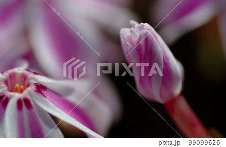 芝桜の蕾の拡大マクロ写真 99099626