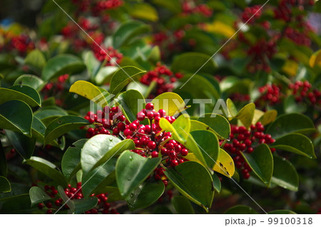 冬の季節に鮮やかに咲く赤色の実と緑葉っぱ 99100318