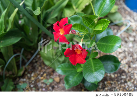 鮮やかな赤色で輪郭をクッキリさせるマンデビラの花 鮮やかな赤色で輪郭をクッキリさせるマンデビラの花 99100489