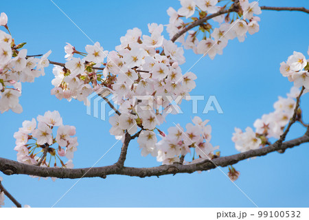 晴れた空と満開の桜 晴れた空と満開の桜 99100532