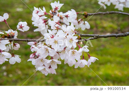 見頃を迎えた桜 見頃を迎えた桜 99100534