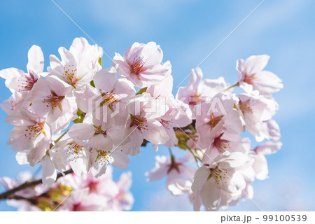 見頃を迎えた桜 見頃を迎えた桜 99100539