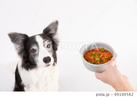 器に入った手作りスープと座って待つ白黒のボーダーコリー 99100562
