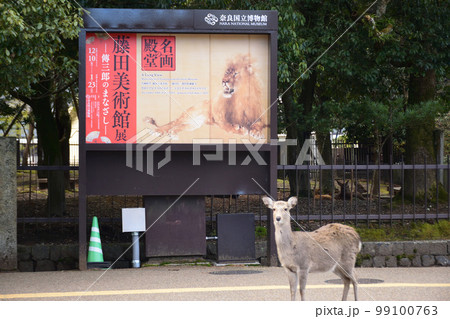 奈良公園のシカ 奈良公園のシカ 99100763