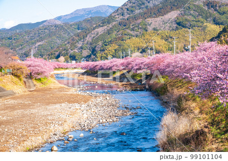 河津桜(河津町) 河津桜(河津町) 99101104