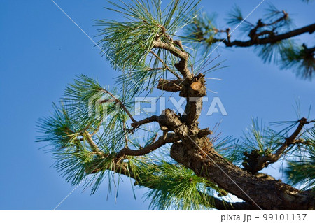 青空を背景にした剪定直後の松の木 青空を背景にした剪定直後の松の木 99101137