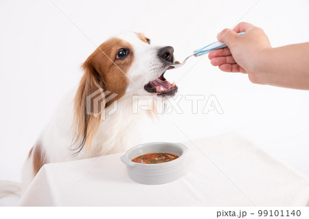 手作りスープを飼い主からスプーンでもらうコーイケルホンディエ 手作りスープを飼い主からスプーンでもらうコーイケルホンディエ 99101140