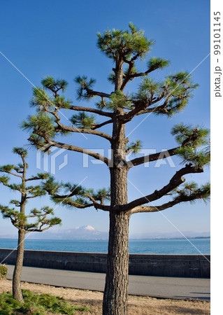 青空を背景にした剪定直後の松の木 青空を背景にした剪定直後の松の木 99101145