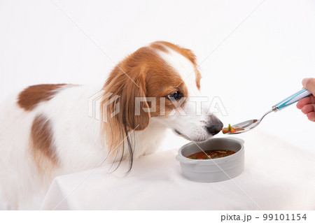 手作りスープを飼い主からスプーンでもらうコーイケルホンディエ 手作りスープを飼い主からスプーンでもらうコーイケルホンディエ 99101154