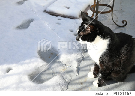 白黒猫が雪の横に座っているところの写真素材 [99101162] - PIXTA