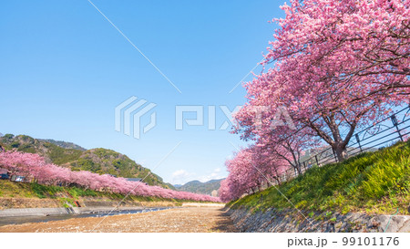 河津桜（河津町） 99101176
