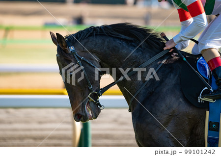 競馬場、競走馬 競馬場、競走馬 99101242
