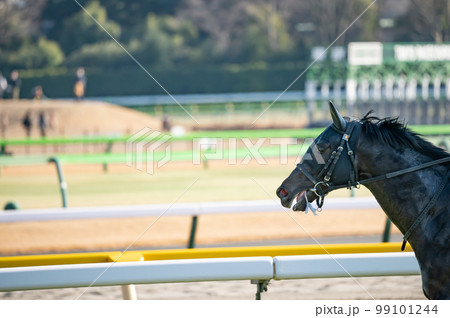 競馬場、競走馬 競馬場、競走馬 99101244
