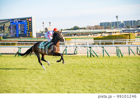 競馬場、競走馬 競馬場、競走馬 99101246