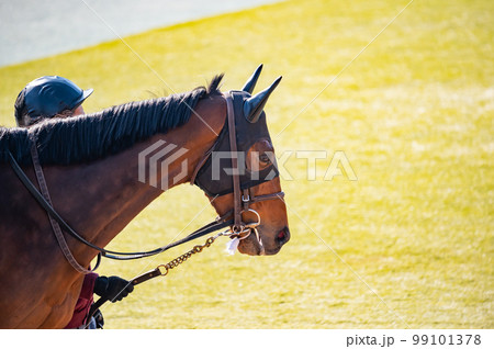 競馬場パドック 99101378