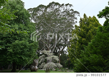 【ニュージーランド】クライストチャーチ植物園 99101577