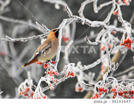 キレンジャク 99101647