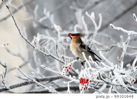 キレンジャク 99101648