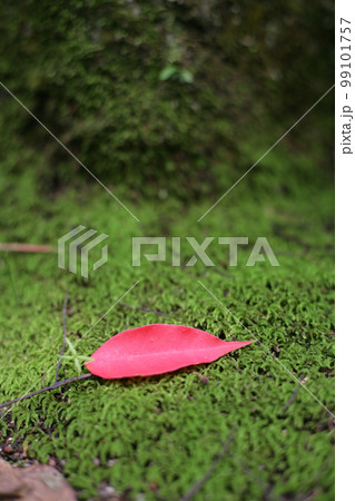 杉苔と落ち葉 99101757