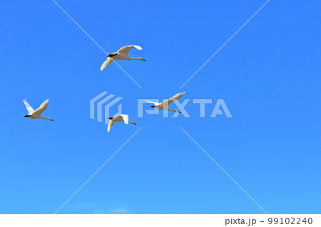 北帰行 安曇野のコハクチョウ 北帰行 安曇野のコハクチョウ 99102240