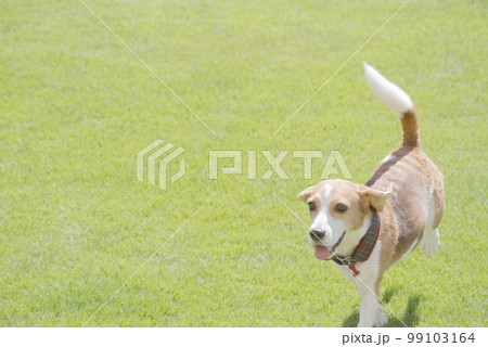 ドッグランを楽しそうに走るビーグル犬 99103164