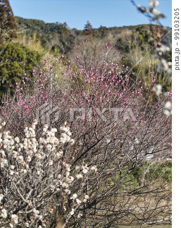 佐久間ダム湖の梅の花 99103205