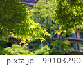 新緑のもみじ 99103290