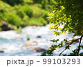 川と新緑のもみじ 99103293