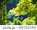 きらめく新緑のもみじ 99103294