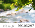 川と新緑のもみじ 99103297