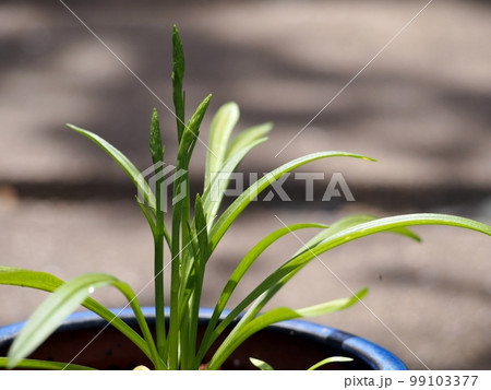 ネジバナの花芽 ネジバナの花芽 99103377