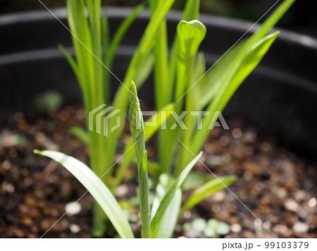 ネジバナの花芽 ネジバナの花芽 99103379