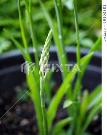 ネジバナの蕾 99103381