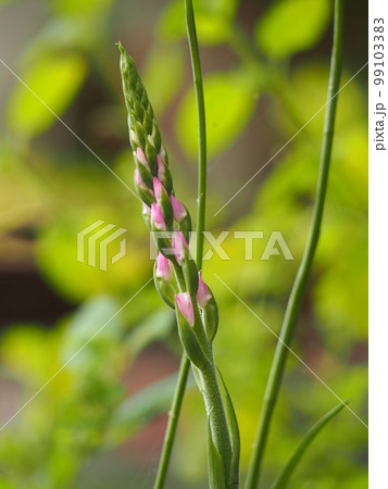 ネジバナの蕾 ネジバナの蕾 99103383