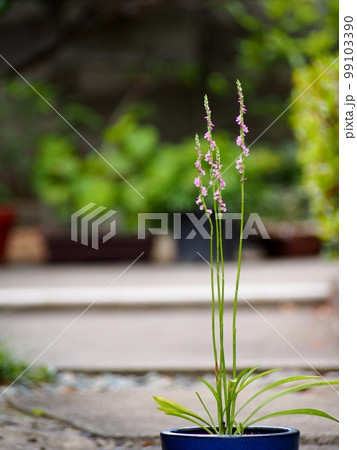 鉢植えのネジバナ 99103390