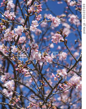 佐久間ダム湖の頼朝桜 佐久間ダム湖の頼朝桜 99103569