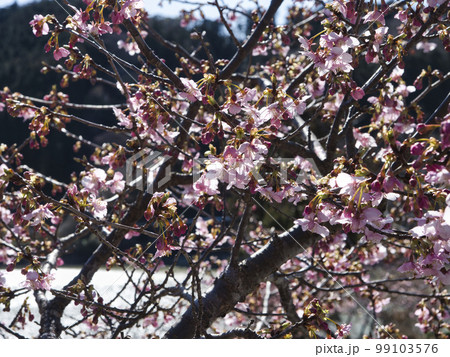 佐久間ダム湖の頼朝桜 99103576