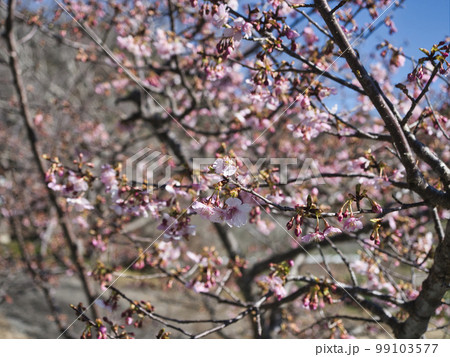 佐久間ダム湖の頼朝桜 99103577
