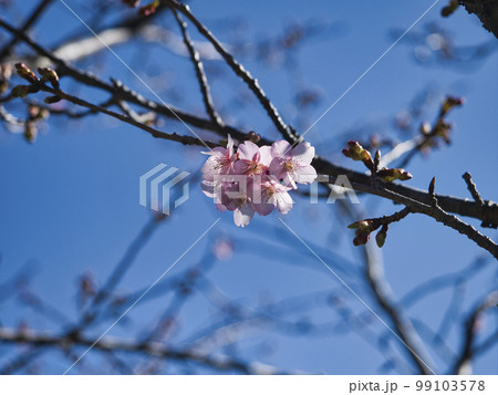 佐久間ダム湖の頼朝桜 99103578