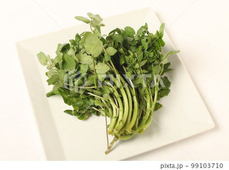 クレソン 99103710